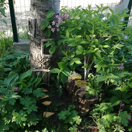 Гостевой дом Fanny 2*